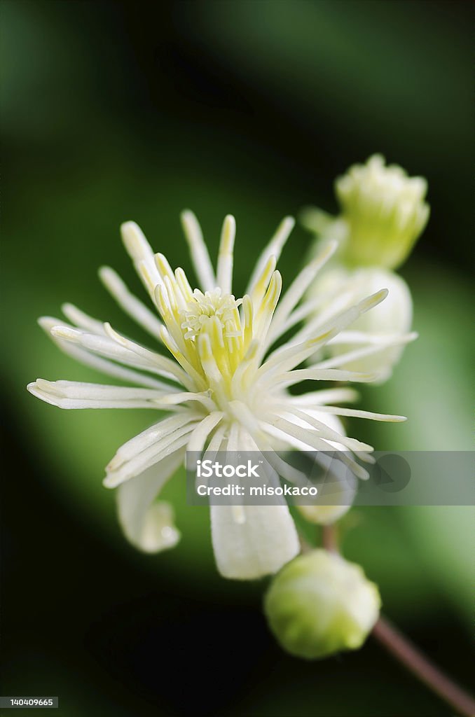 Close up of Evergreen Clematis flower Close up of Evergreen Clematis (Clematis vitalba) flower, also known as Old Man's Beard or Traveler's Joy; shot against dark background with shallow DOF Abstract Stock Photo