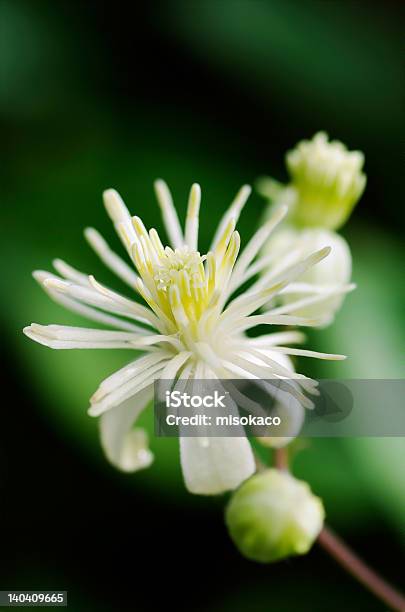 Close Up Of Evergreen Clematis Flower Stock Photo - Download Image Now - Abstract, Black Color, Bush