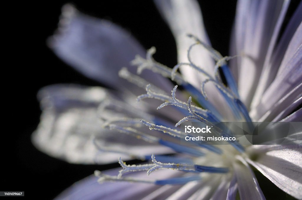 Close -up of 共通チコリの花 - おしべのロイヤリティフリーストックフォト