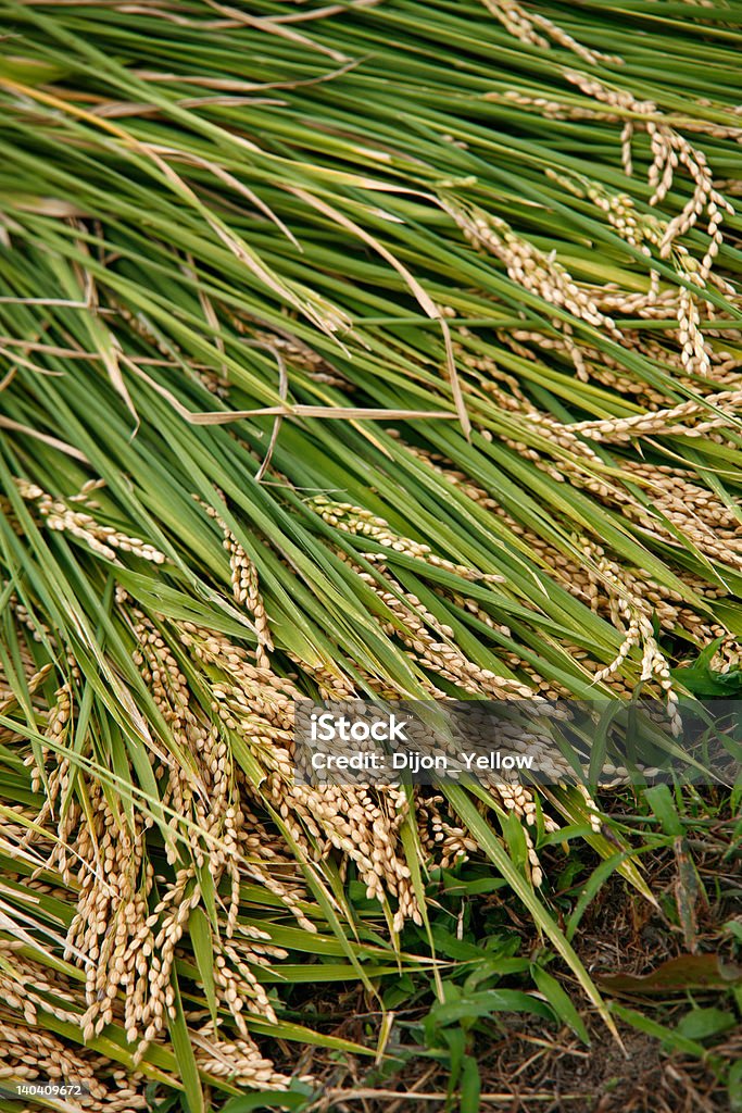 Fresh Rice Stem Harvested Rice Stems Stock Photo - Download Image Now - Agricultural ...
