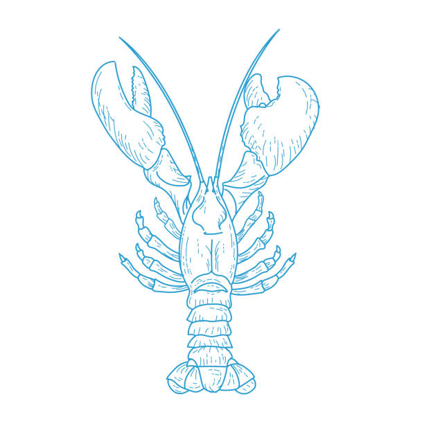 illustrations, cliparts, dessins animés et icônes de homard d’art au trait sur un fond transparent - homard