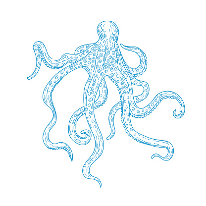 Hand drawn line illustration of an octopus on a transparent base. File includes EPS Vector and high-resolution jpg.