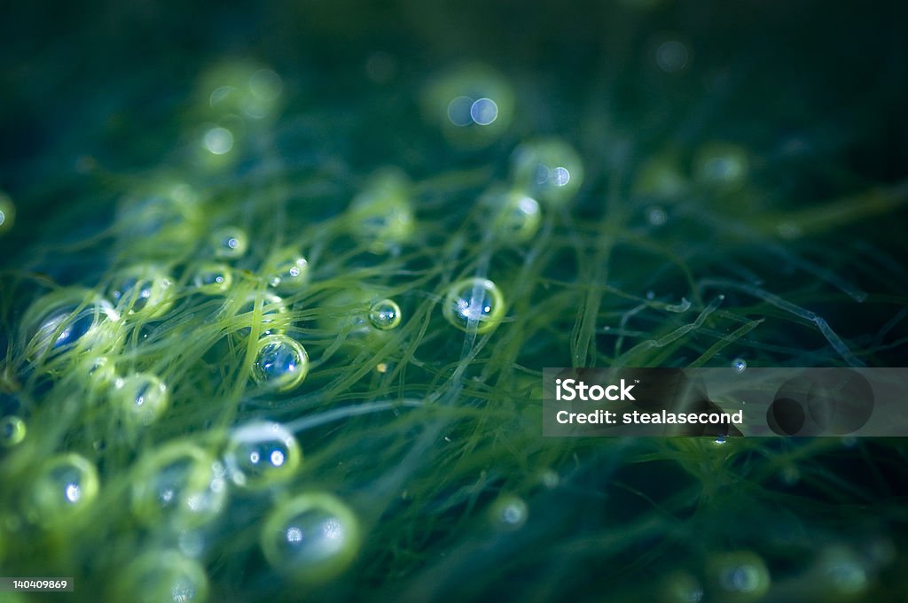 Bulles de la mer - Photo de Mer libre de droits