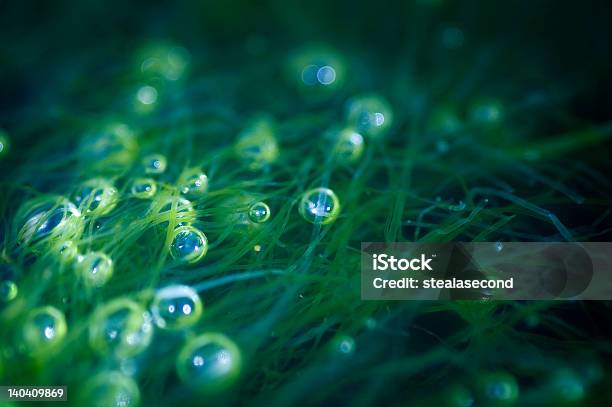 海の泡 - 海のストックフォトや画像を多数ご用意 - 海, 海藻, マクロ撮影