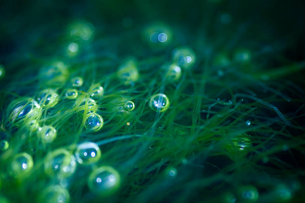 Sea Bubbles Air Bubbles trapped in seaweed. algae stock pictures, royalty-free photos & images