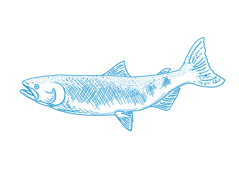 Hand drawn line illustration of a fish on a transparent base. File includes EPS Vector and high-resolution jpg.