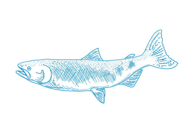 Line Art Salmon On A Transparent Background Hand drawn line illustration of a fish on a transparent base. File includes EPS Vector and high-resolution jpg. freshwater fish stock illustrations