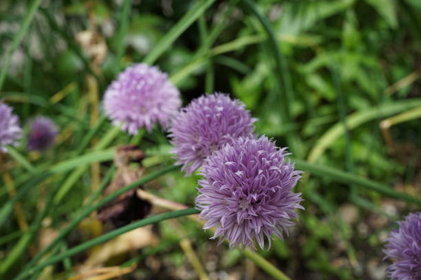 istock Summer flower survey 2022 1404099380