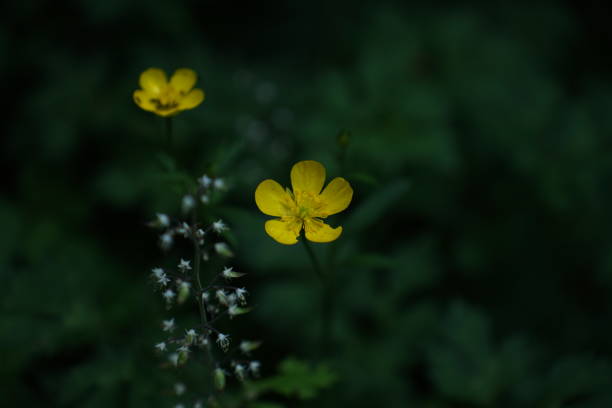 istock Summer flower survey 2022 1404099386