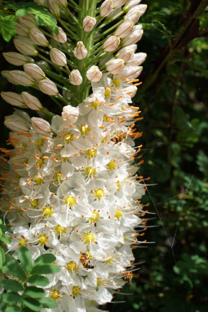 istock Summer flower survey 2022 1404099442