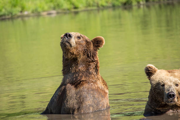 istock Grizzly bear in nature 1404099528