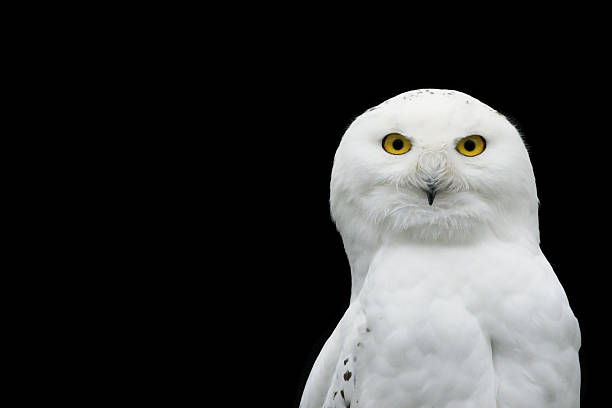 istock A Snow White owl on a black background 140410039