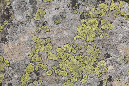 A yellow Moss and lichen, fungus on the stones in the mountains. Grey and yellow abstract stone texture background