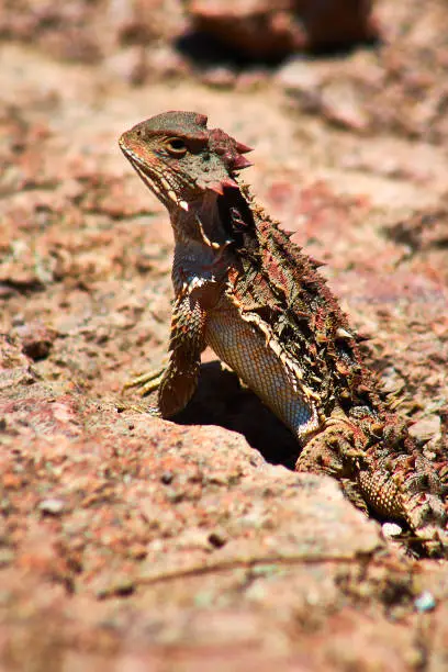 Photo of Dragon-like reptile with red scales, Mexican mountain lizard Phrynosoma orbiculare