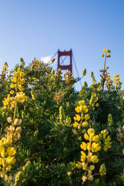 istock Flowers With the Golden Gate Bridge in the Background 1404101882