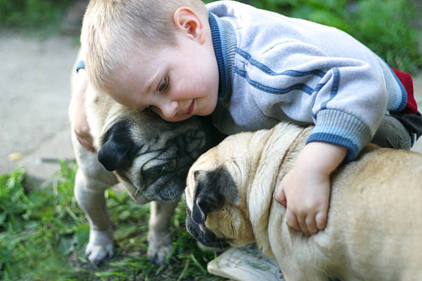 istock Small boy in blue jumper with two pugs 140410194