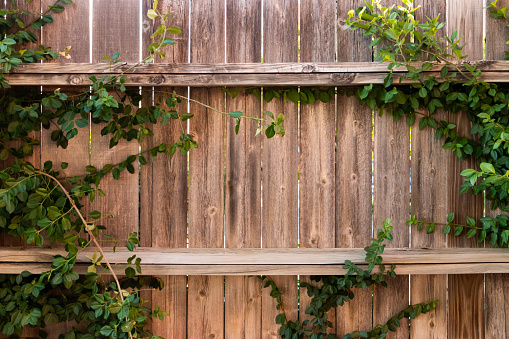 Close up of old wooden fence with overgrown green vines and weeds, dark wood background with growth