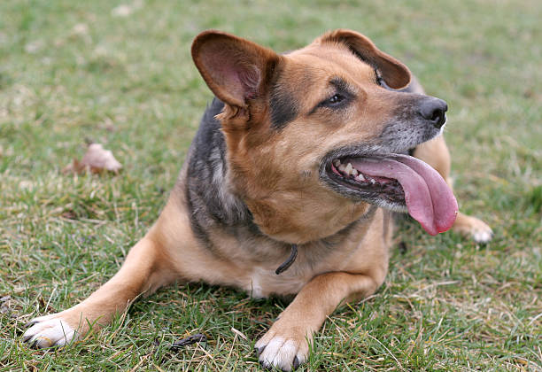 istock Dog with tongue 140410383