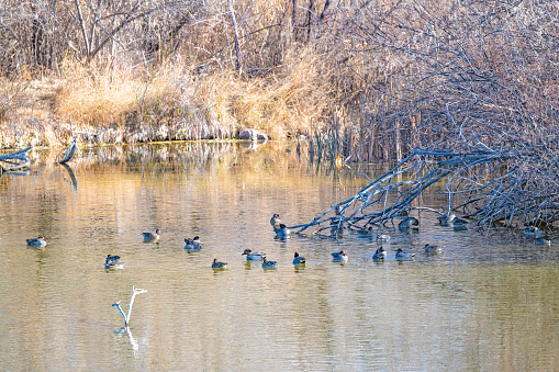 Flock of Wigeon ducks swimming together on small lake in central Colorado in western USA.