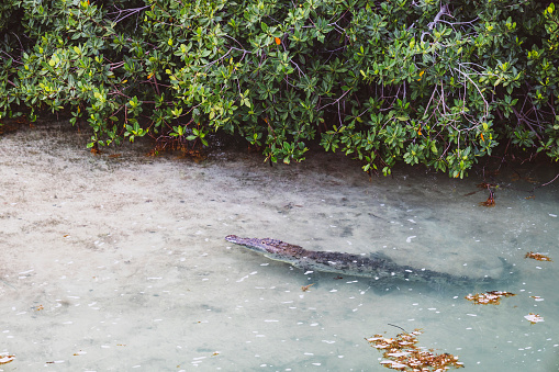 Crocodile in crystal cleat water. Yukatan Mexico.