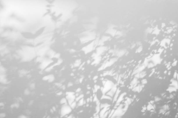 абстрактные естественные листья дерева теня на белом фоне стены - dappled стоковые фото и изображения