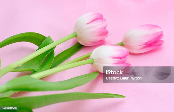 Tulipani Su Rosa - Fotografie stock e altre immagini di Bellezza naturale - Bellezza naturale, Bouquet, Carino