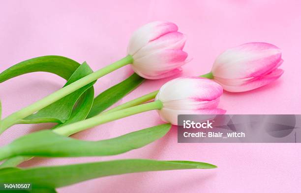 Tulipany Na Różowy - zdjęcia stockowe i więcej obrazów Bukiet - Bukiet, Fajny, Fotografika