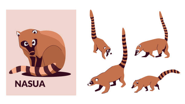 set nosua lub coati to rodzaj małych ssaków z rodziny szopowatych, powszechny na obu kontynentach amerykańskich. ilustracja wektorowa izolowana na białym tle - coati stock illustrations