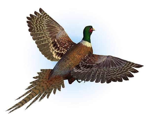 Ringnecked Pheasant Flying stock photo