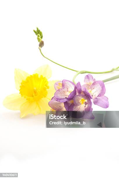 Flores - Fotografias de stock e mais imagens de Amarelo - Amarelo, Azul, Botão - Estágio de flora