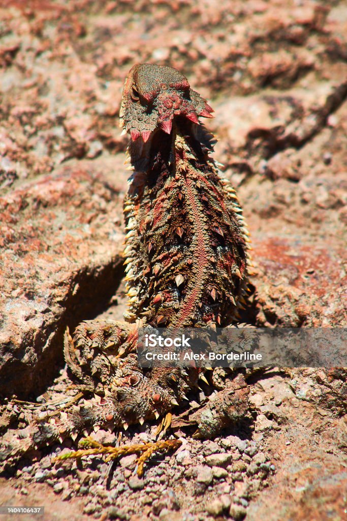 Mexicar horned lizard, reptile with the appearance of a dinosaur or dragon with red spikes on a stone Phrynosoma orbiculare Bloody or spiny lizard, reptile with the appearance of a dragon or dinosaur, body with scales and red spikes on its body Animal Stock Photo