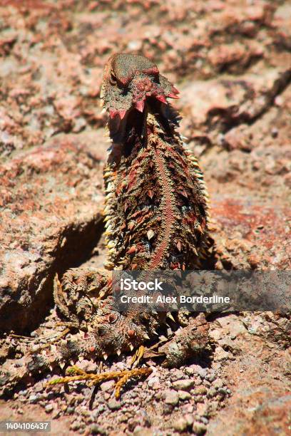 Mexicar Horned Lizard Reptile With The Appearance Of A Dinosaur Or Dragon With Red Spikes On A Stone Phrynosoma Orbiculare Stock Photo - Download Image Now