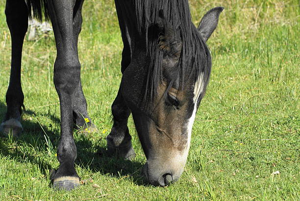 Colt in the pasture ground stock photo