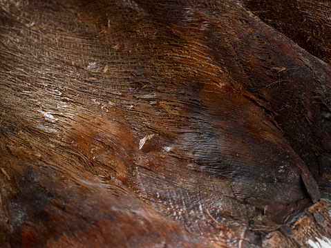 Bark of cedar tree texture background