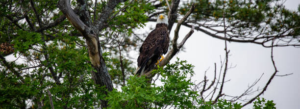 istock Bald Eagle (Haliaeetus leucocephalus) perched in a oak tree in Northern Wisconsin 1404108046