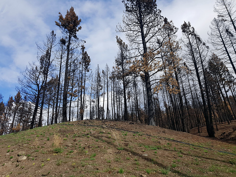 Charred trees after forest fire . Constrasted with the blue sky. Very close to highway and main thoroughfare; Small Town British Columbia. Monte Creek area North Okanagan BC.