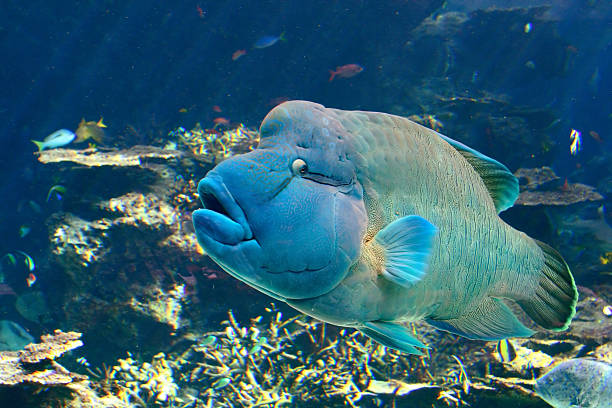 Hump-headed Maori Wrasse Hump-headed Maori Wrasse humphead wrasse stock pictures, royalty-free photos & images