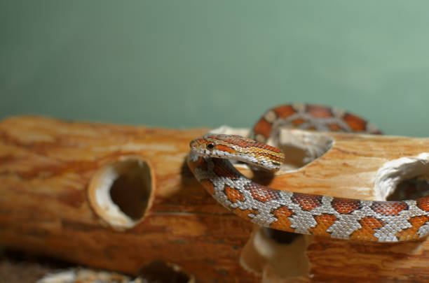 istock maize snake on the background of decorative wood 1404109838