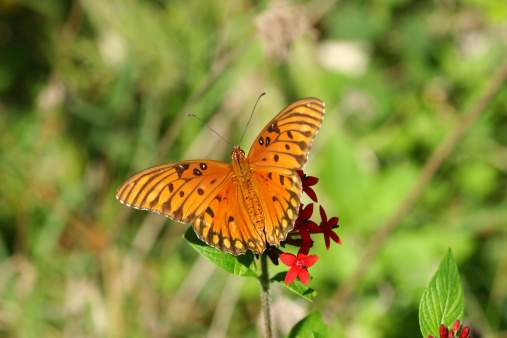 An open winged Gulf Fritillary Butterfly.