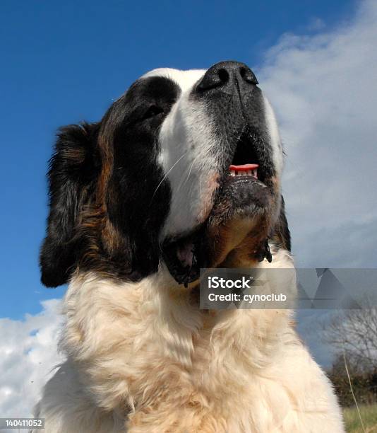 Cabeça De Saint Bernard - Fotografias de stock e mais imagens de Caniche - Caniche, São Bernardo, Admirar a Vista