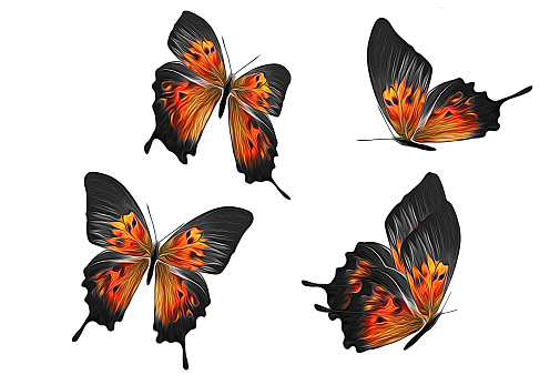 orange butterflies isolated on white background
