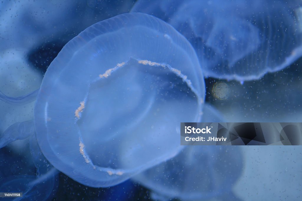 Méduse bleu électrique - Photo de Animaux à l'état sauvage libre de droits