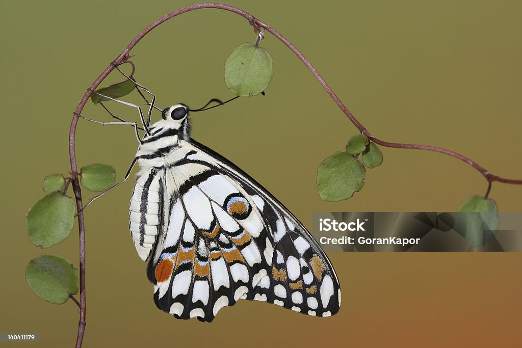 Machaon à carreaux - Photo de Aile d'animal libre de droits