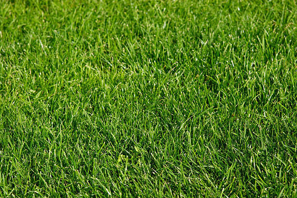 Green grass - landscape stock photo