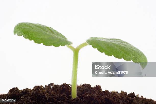 Crescimento - Fotografias de stock e mais imagens de Agricultura - Agricultura, Botânica - Ciência de plantas, Branco