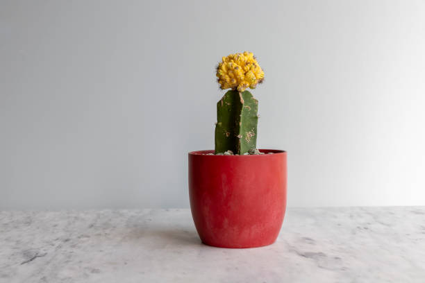 istock Beautiful yellow crest grafted cactus in red ceramic pot 1404114079