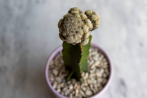 istock Mammillaria grafted cactus in a pot high angle view 1404114529