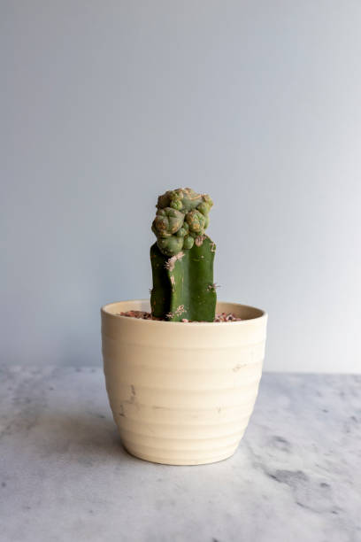 istock Mammillaria grafted cactus in beautiful ceramic pot 1404114583