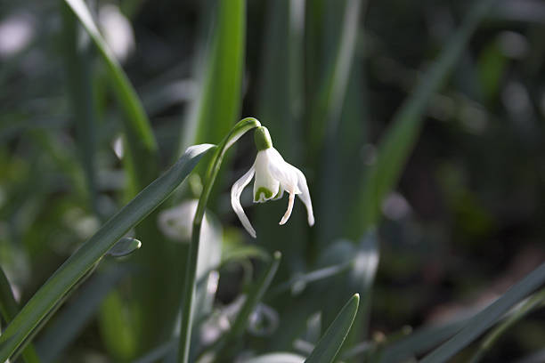 snowdrop stock photo