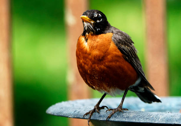 istock American Robin on the bird bath 1404116034